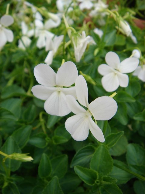 Viola cornuta 'Cornetto'